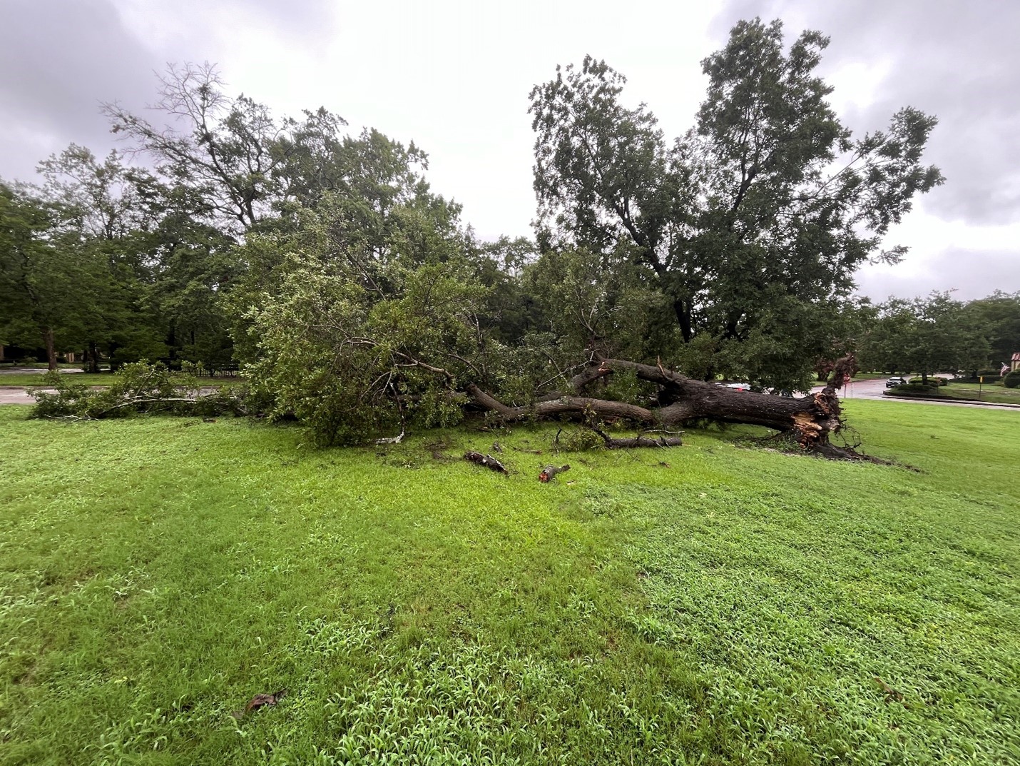 Storm Debby left downed trees scattered on base at Fort Liberty.