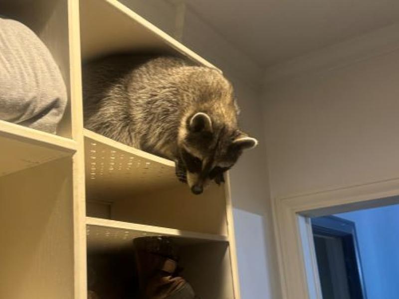 Kimberly Beard, a permitted wildlife rehabilitator, is currently volunteering her time to care for six raccoons, six squirrels and a baby deer. The end goal is to successfully release each animal back into the wild.